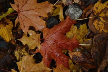 Petra Scheffler - Challenge 143: 10.11 - 23.11.2025 - Das Wasser im Blatt