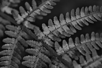 Brigitte - Challenge 143: 10.11 - 23.11.2025 - Farnblattwedel