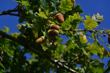 Petra Scheffler - Challenge 143: 10.11 - 23.11.2025 - OT