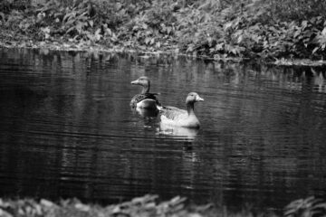 Christiane Leithäuser - Ohlsdorfer Friedhof S/W - 12.10.2025 - Immer wachsam