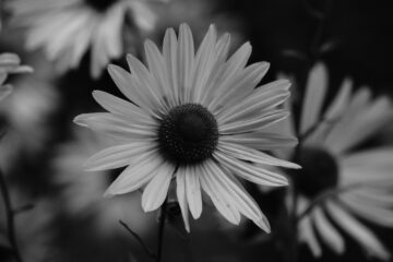 Christiane Leithäuser - Ohlsdorfer Friedhof S/W - 12.10.2025 - OT