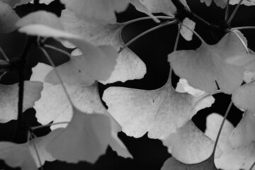 Christiane Leithäuser - Ohlsdorfer Friedhof S/W - 12.10.2025 - OT