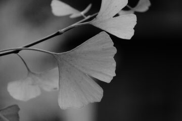 Christiane Leithäuser - Ohlsdorfer Friedhof S/W - 12.10.2025 - OT