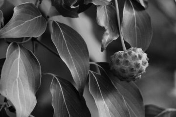 Christiane Leithäuser - Ohlsdorfer Friedhof S/W - 12.10.2025 - OT