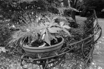 Peter Weise - Ohlsdorfer Friedhof S/W - 12.10.2025 - Blumenschüssel im Brückengeländer