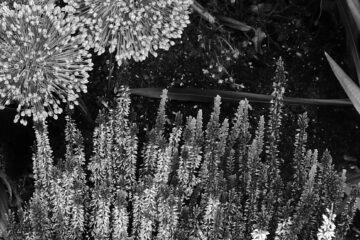 Peter Weise - Ohlsdorfer Friedhof S/W - 12.10.2025 - Feuerwerkskugeln und Raketen