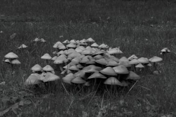 Bodo Jarren - Ohlsdorfer Friedhof S/W - 12.10.2025 - Pilzgruppe