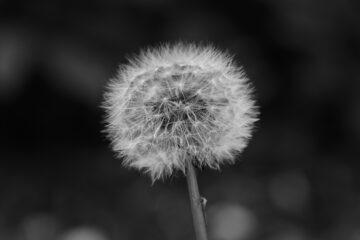 Bodo Jarren - Ohlsdorfer Friedhof S/W - 12.10.2025 - Weißer Löwenzahn