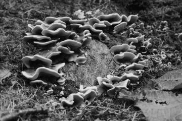 Bodo Jarren - Ohlsdorfer Friedhof S/W - 12.10.2025 - Weißer Pilz