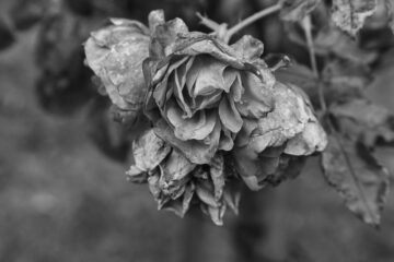 Bodo Jarren - Ohlsdorfer Friedhof S/W - 12.10.2025 - Wo ist die Farbe geblieben