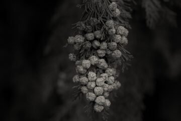 Brigitte - Ohlsdorfer Friedhof S/W - 12.10.2025 - Blüten