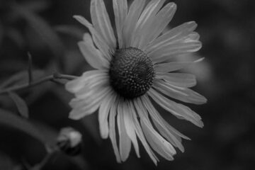 Brigitte - Ohlsdorfer Friedhof S/W - 12.10.2025 - Margaritte