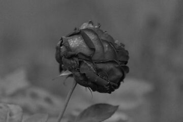 Brigitte - Ohlsdorfer Friedhof S/W - 12.10.2025 - Rose