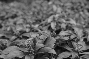 Susanne H - Ohlsdorfer Friedhof S/W - 12.10.2025 - OT