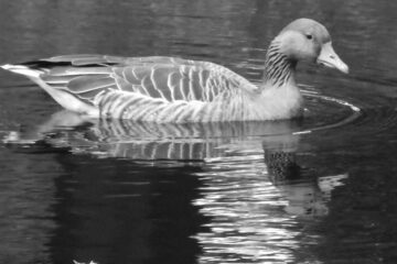Peter Weise - Ohlsdorfer Friedhof S/W - 12.10.2025 - Kritsch blickende Ente