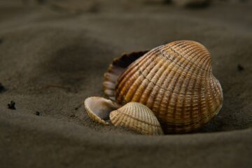 Brigitte - Challenge 146: 24.11 - 07.12.2025 - Das tut gut, Strand