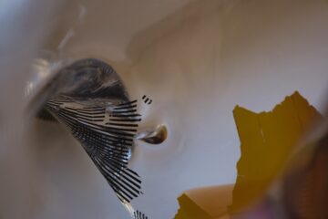 Bodo Jarren - Glasmuseum -20.01.2026 - OT