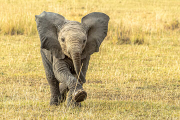 Galerie Henry Büttner