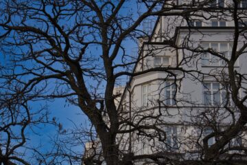 Bodo Jarren - Thementour Blau - 02.03.2026 - Baum im Weg