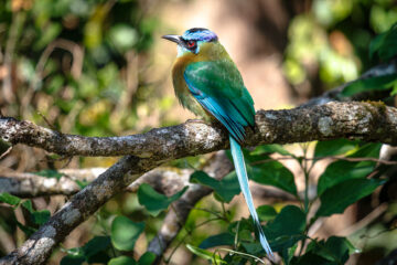 Galerie Henry Büttner