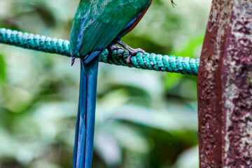 Galerie Henry Büttner