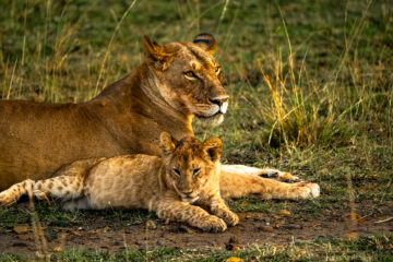 Galerie Henry Büttner