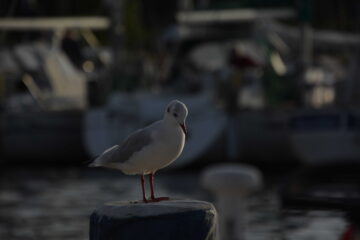 Von Ekhard Traupel-Maaß