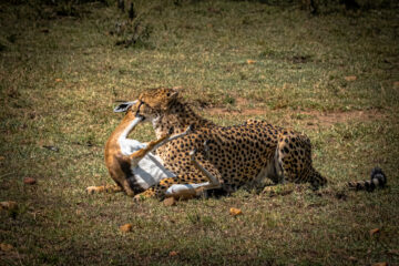 Galerie Henry Büttner