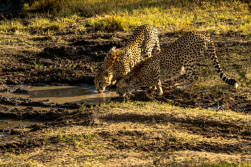 Galerie Henry Büttner