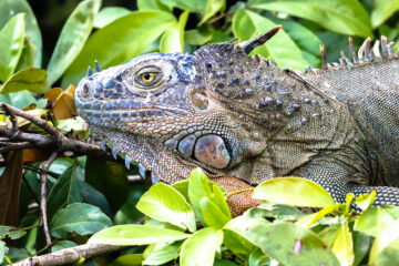 Galerie Henry Büttner