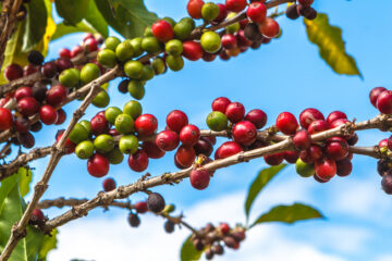 Galerie Henry Büttner