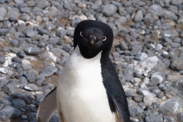 Antje Kakuschke - Challenge 149: 02.02 - 15.02.2026 - Pinguin