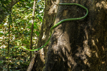 Galerie Henry Büttner