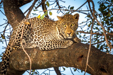 Galerie Henry Büttner