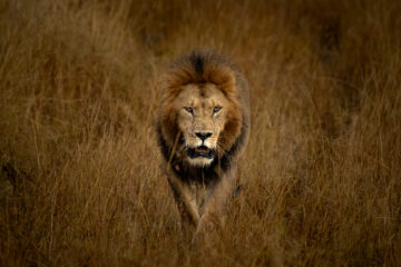 Galerie Henry Büttner