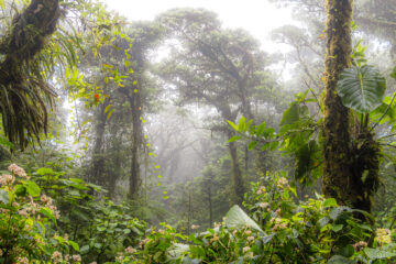 Galerie Henry Büttner