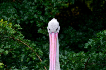 Hans Stötera - Challenge 149: 02.02 - 15.02.2026 - Pelikan