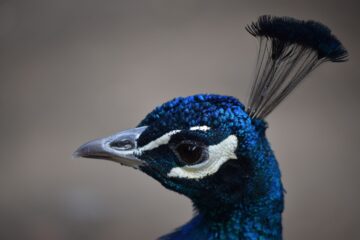 Wolfgang Scheffler - Challenge 149: 02.02 - 15.02.2026 - Pfau