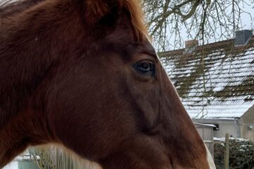 Wolfgang Scheffler - Challenge 149: 02.02 - 15.02.2026 - Pferdekopf