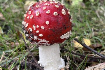 Wolfgang Scheffler - Challenge 149: 02.02 - 15.02.2026 - Pilz