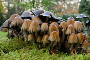 Matthias - Challenge 149: 02.02 - 15.02.2026 - Pilze