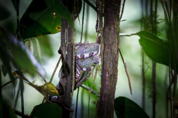 Galerie Henry Büttner