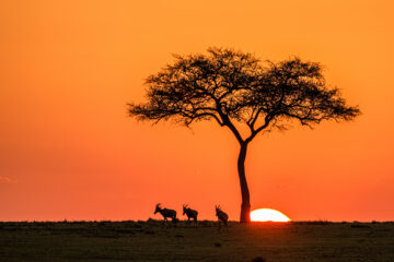 Galerie Henry Büttner