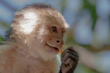 Galerie Henry Büttner