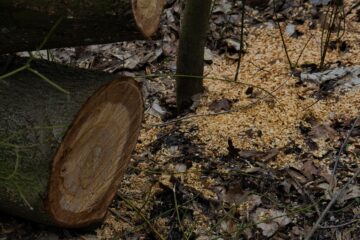 Bodo Jarren - Challenge 150: 16.02 - 01.03.2026 - Gefällt