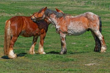 Brigitte - Challenge 149: 02.02 - 15.02.2026 - Pferde