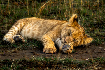 Henry - Challenge 152: Kaputt - 02.03 - 15.05.2026 - OT