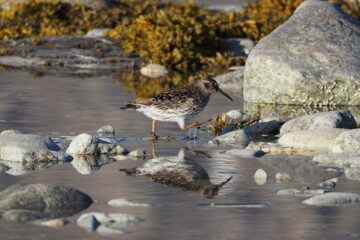 Antje Kakuschke - Challenge 151: 02.03 - 15.05.2026 - Spiegelung Vogel