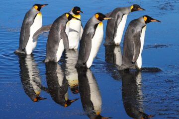 Antje Kakuschke - Challenge 151: 02.03 - 15.05.2026 - Königspinguine
