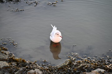 Wolfgang Scheffler - Challenge 151: 02.03 - 15.05.2026 - OT